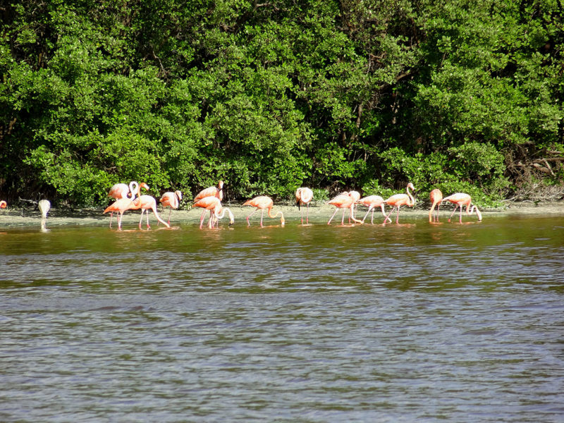 Flamingoes