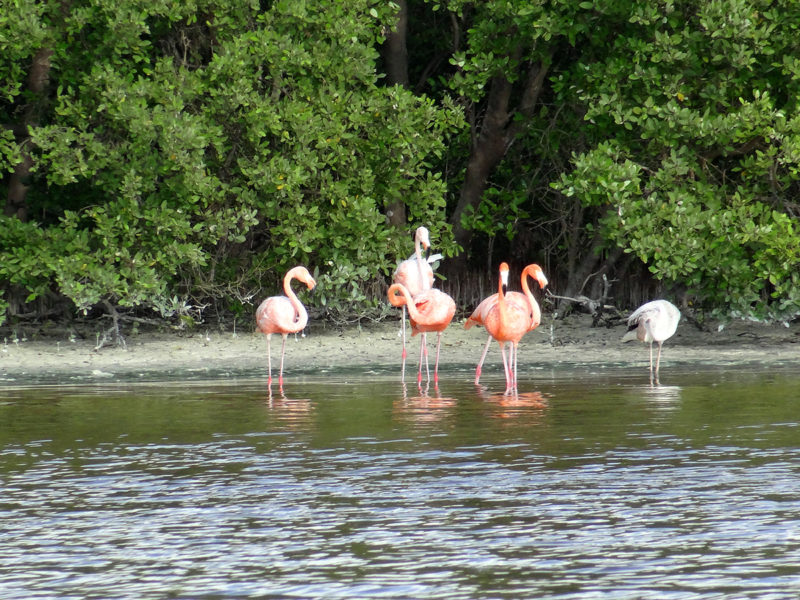 Flamingoes in Celestun