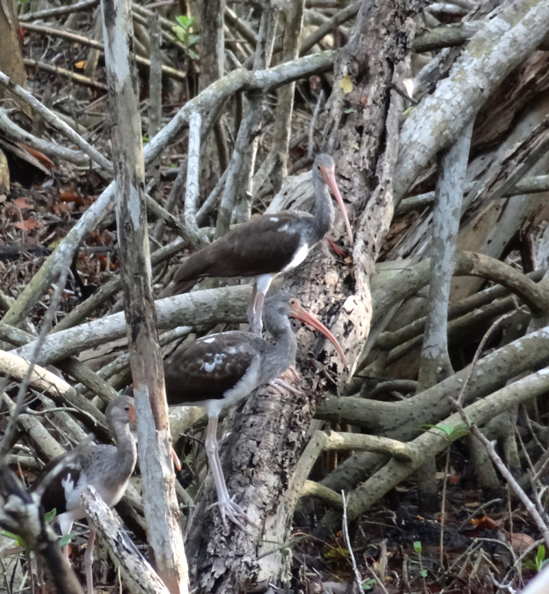 Camouflaged birds