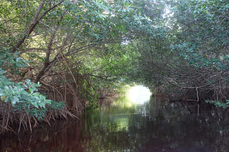 Secret passage to the mangrove