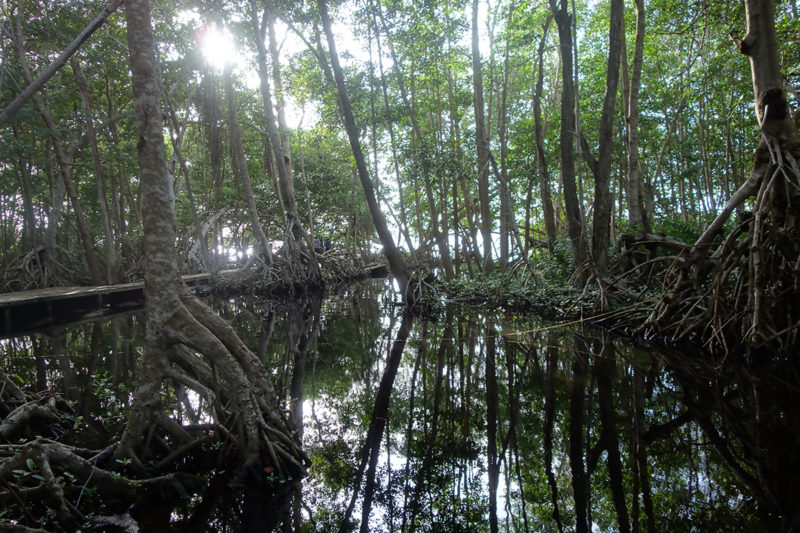 Mangrove in Celestún