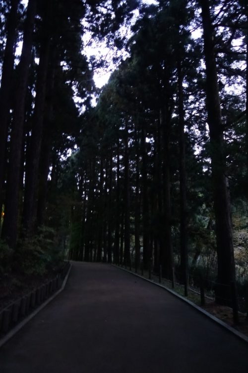 Alley of cedars