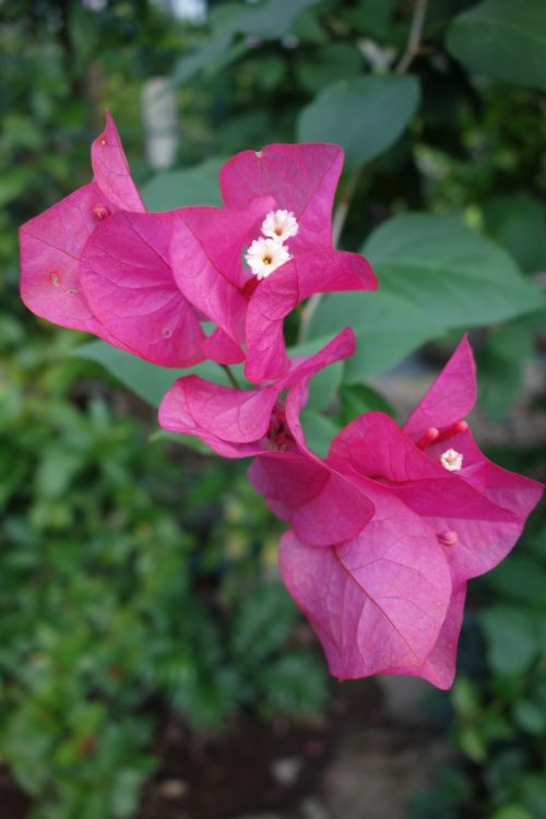 Pink flowers in Gora Park