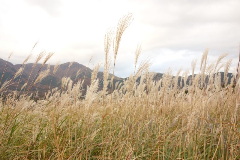 Pampas Grass Fields