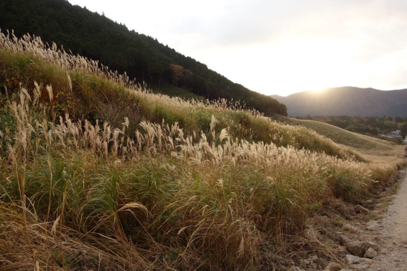 Sunset on the Pampas Grass Fields