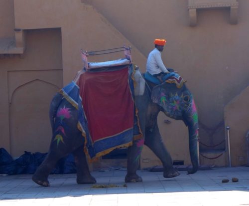 Elephant ride