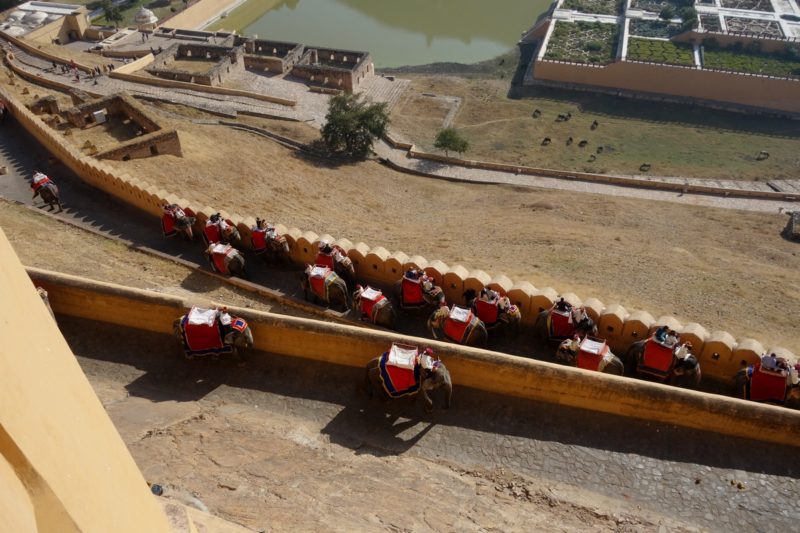 Elephant climbing to the Amber fort