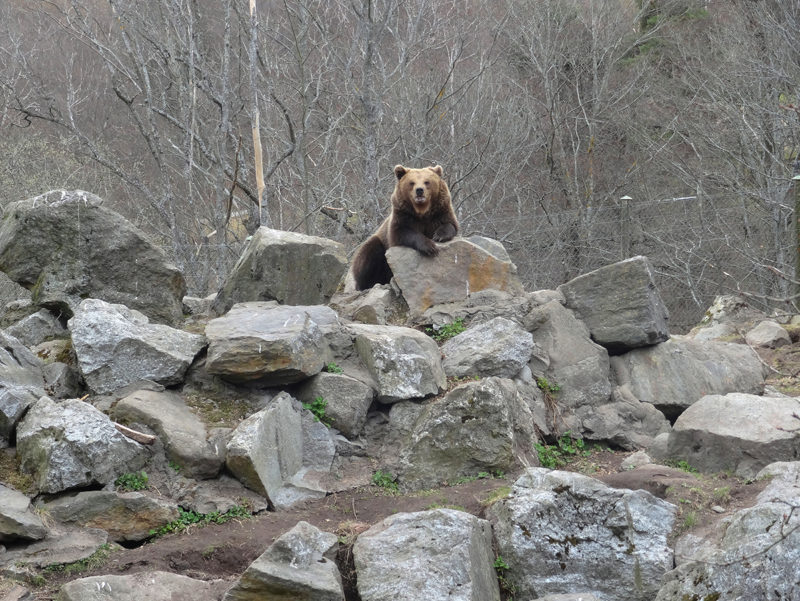 Bear in Skansen Museum