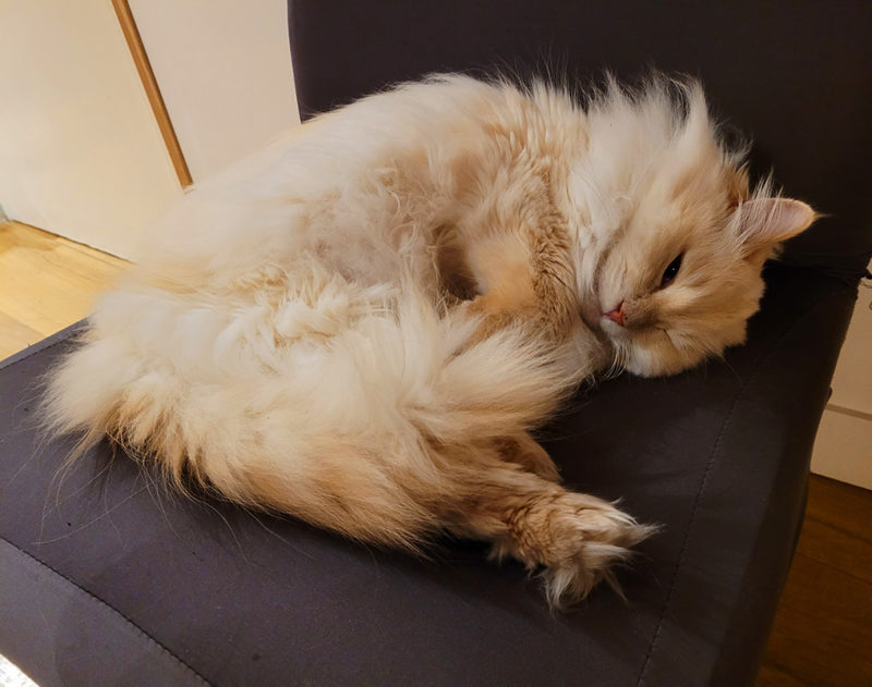 Cat in the Chapristea Café, in Toulouse