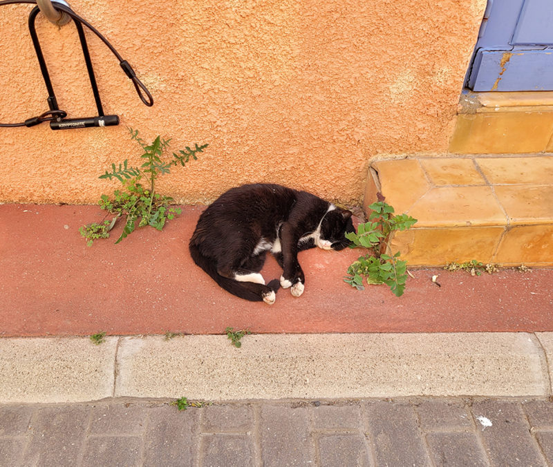 Cat resting in Sète, France