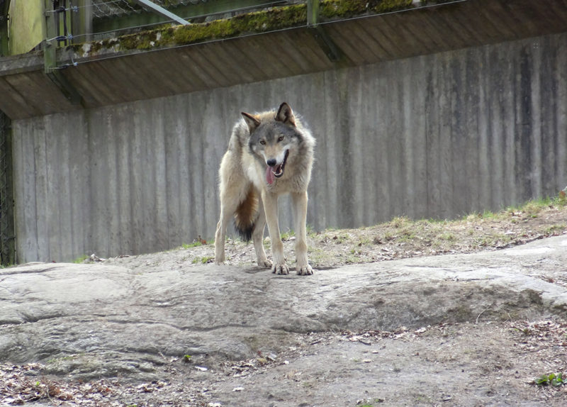 Wolf in Skansen Museum