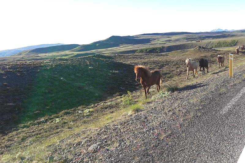 Horses running on the side of the road