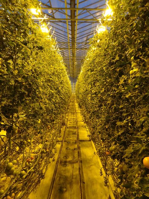 Friðheimar Tomato Greenhouse