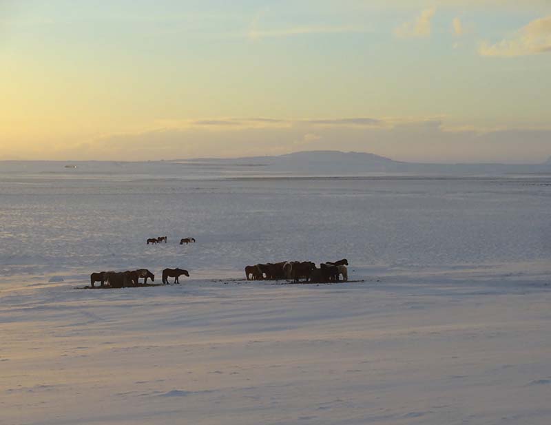 Wild horses in Winter