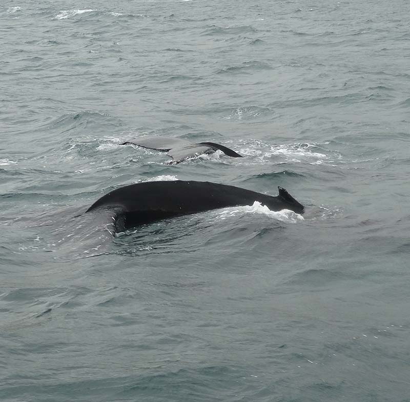 Whales in Akureyri