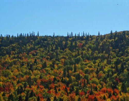 Bright coloured trees