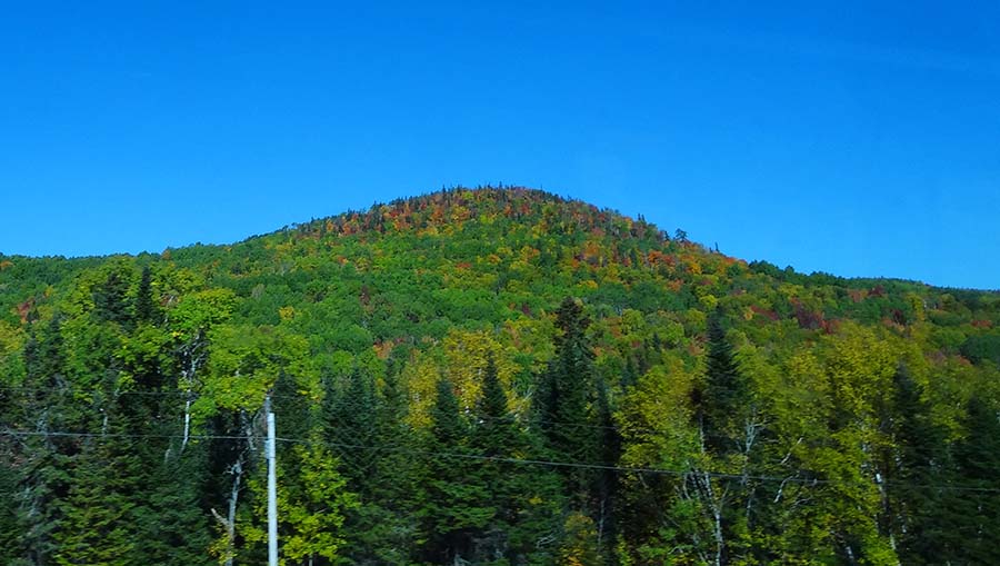 Forests seen from the bus to Baie-Sainte-Catherine