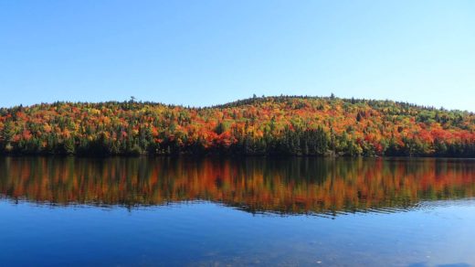 Trees reflected on the lake