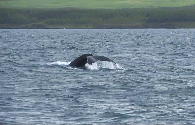 Whale diving in Akureyri