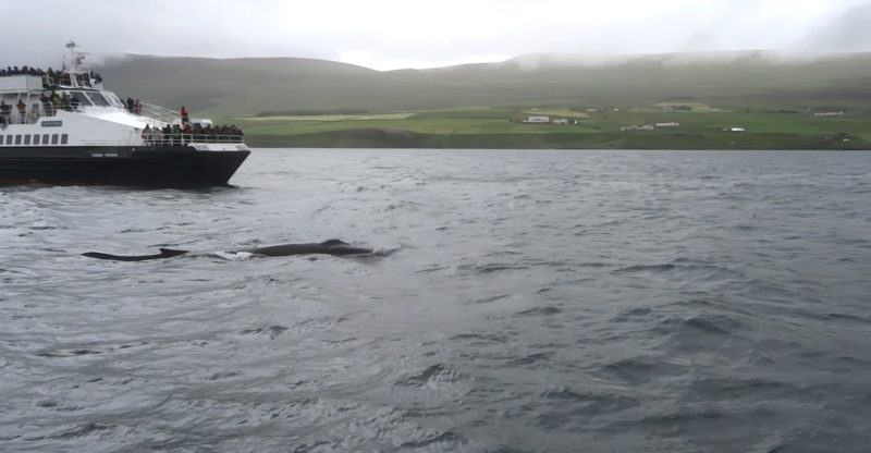 Whale near the boat in Akureyri