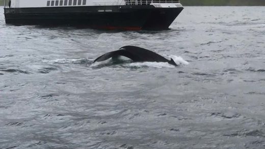 Whale diving near the boat