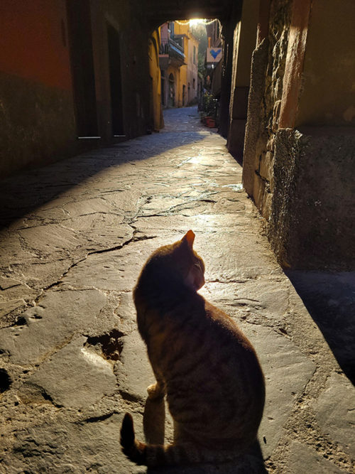 Cat in Monterosso