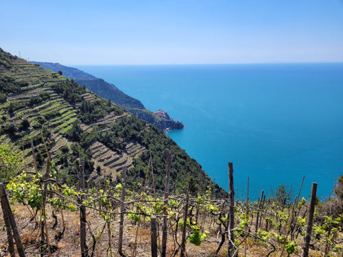 Vineyards and sea