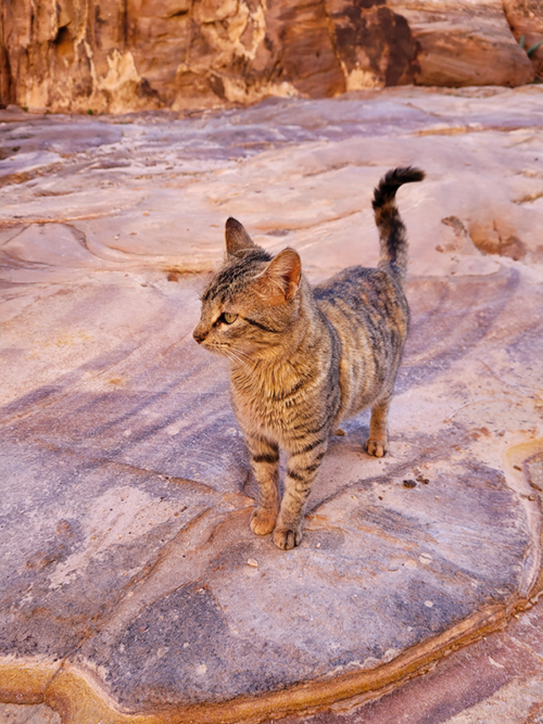 A cat in Petra