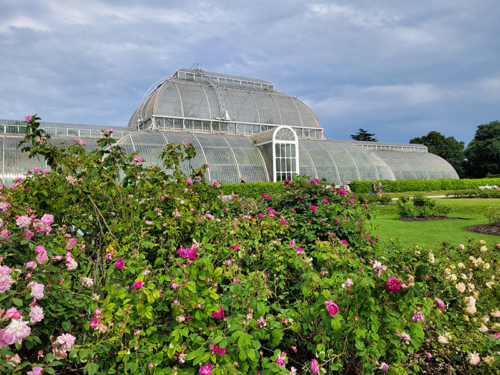 Rose garden, Kew