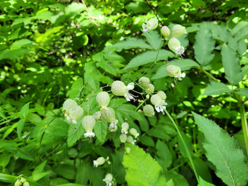 Flowers on the path