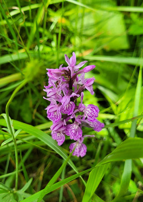 Flowers on the path to the Lac d'Oô