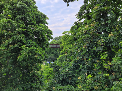 Treetop Walkway, Kew