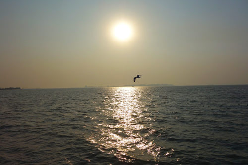 Seagull and sunset