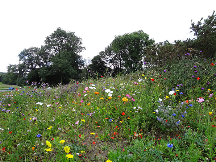 Wild flowers in Scotland