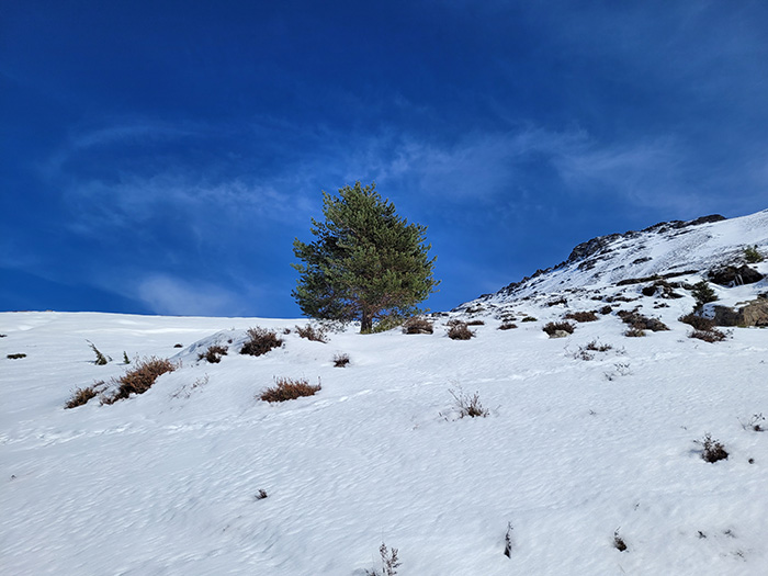 A tree standing there