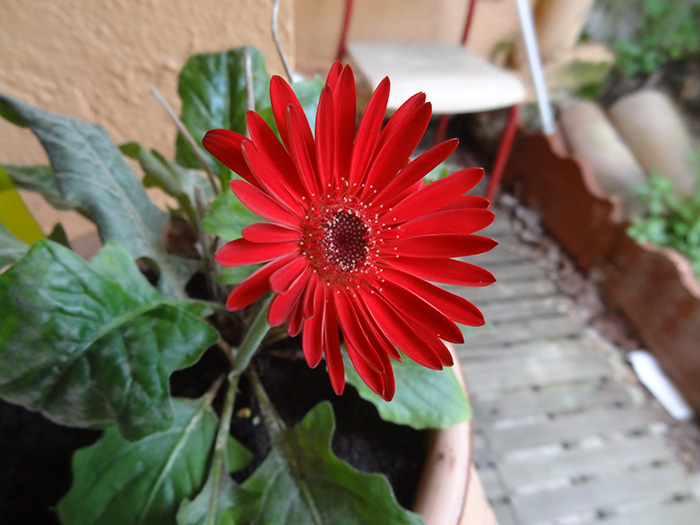 Flower in my home in Toulouse