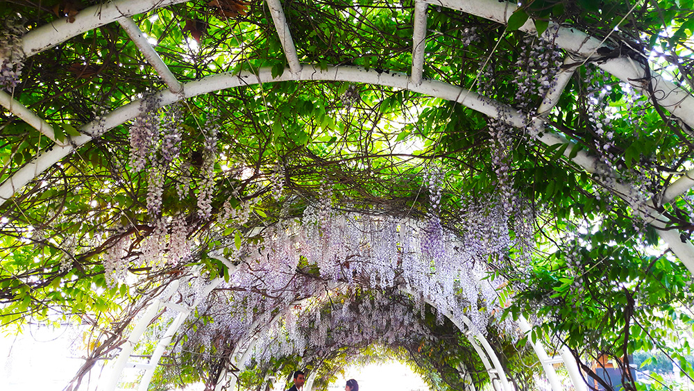 Wisteria in Istanbul