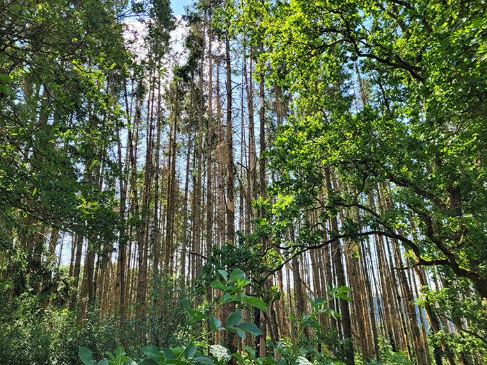 Woods in Luxembourg