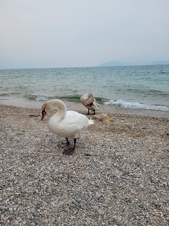 Swans and lake Garda