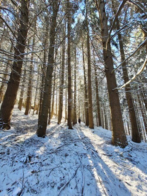 Sun through the trees