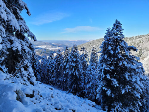 Forest under the snow