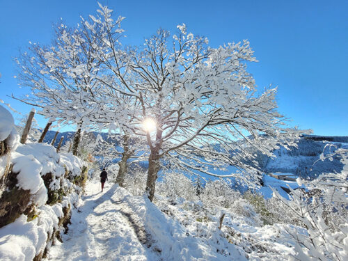 Tree covered with snow