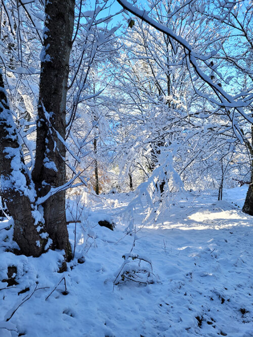 Snow in Pilat Forest