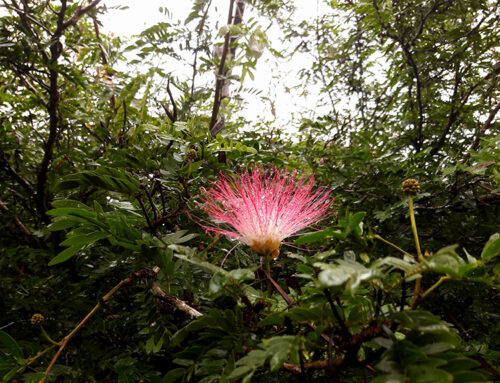 Flower in Mount Whitfield Conservation Park