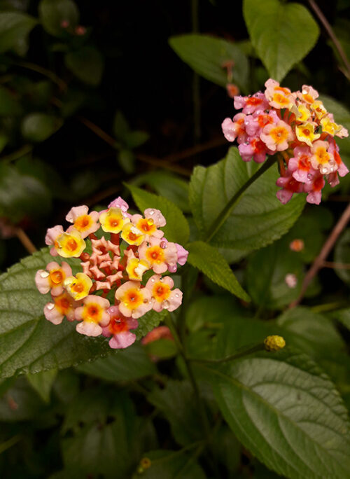 Flowers in Mount Whitfield Conservation Park