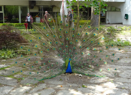 Peacock in Porto