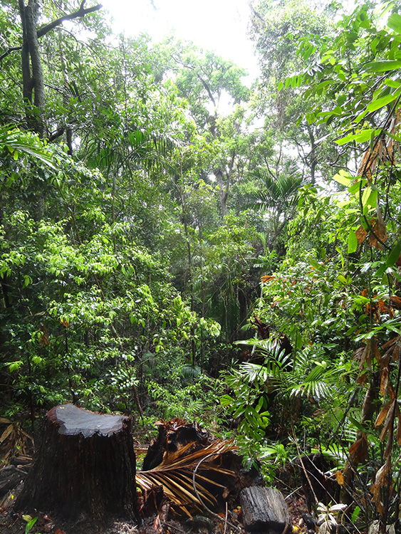 Rainforest