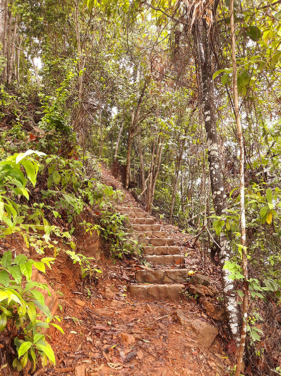 Steps in the rainforest