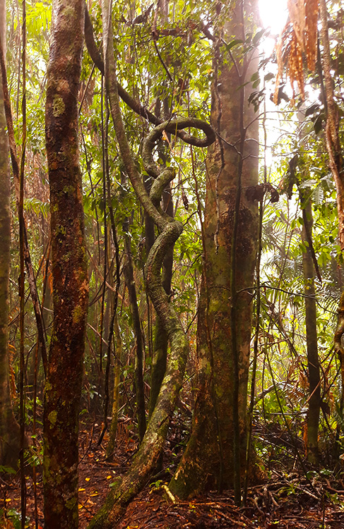 Trees in the conservation park