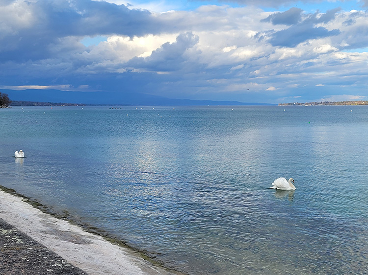 Swans on Lake Geneva